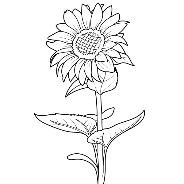 Zonnebloem | Online kleurplaten voor kinderen